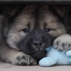 Cuddly Dog Mini Dogs med piv