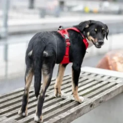 DOG Copenhagen Comfort Walk Pro hundesele