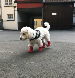 Hundegummistøvler | 4 stk.
