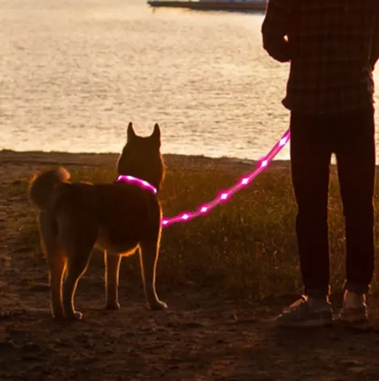 Hundesnor med LED-lys | Genopladelig
