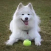 KONG AirDog Squeaker Tennisbold L