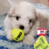 KONG mini tennisbold med piv | Net m. 3 stk
