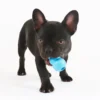 KONG Puppy Small| hvalpelegetøj