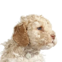 My Family | Hundetegn Lagotto