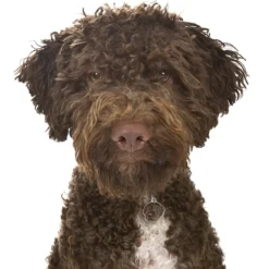 My Family | Hundetegn Lagotto