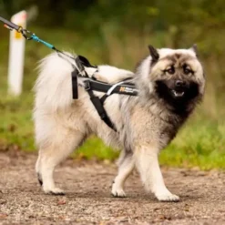 Non-Stop Dogwear Freemotion Harness | OUTLET