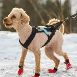 Non-Stop Dogwear Freemotion Harness | OUTLET