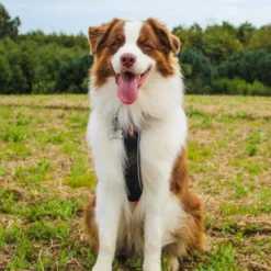 Non-Stop Dogwear Line Harness 5.0 | OUTLET