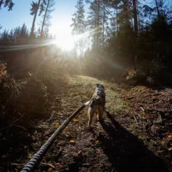 Non-Stop dogwear Touring Bungee Leash | OUTLET