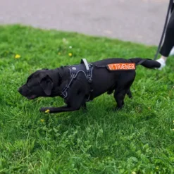 Ollipet Adventure Hundesele Sort str. XL, OUTLET
