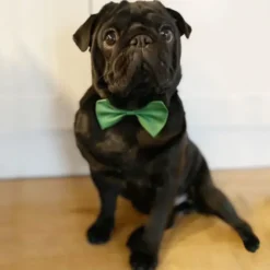 Ollipet Afstivet hundebutterfly