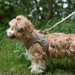 Ollipet Bijou Step-in hundesele | Fløjl