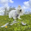 Ollipet City Lux Hundesele | Cute Little Dots | OUTLET