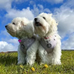 Ollipet City Lux Hundesele | Olli Paws/Dots | OUTLET