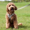 Ollipet City Lux Hundesnor | Camouflage