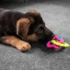 Ollipet ColourPups - Bideringe til hvalpe
