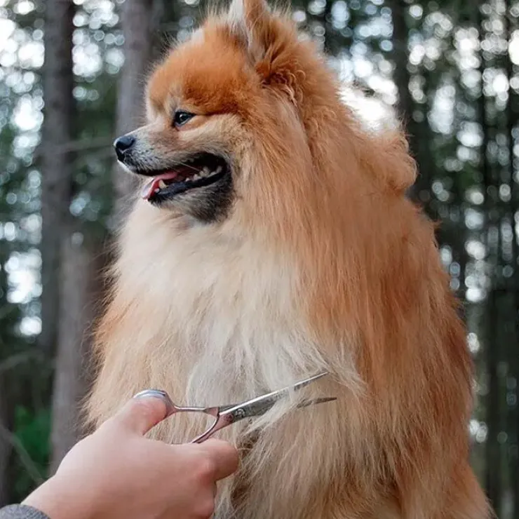 Ollipet Exclusive groomingsaks 5,5"