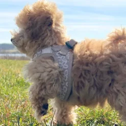 Ollipet Flora Step-in hundesele