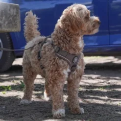 Ollipet For Wagging Tails | Adventure Hundesele 2.0