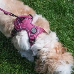 Ollipet For Wagging Tails | Adventure Hundesele 2.0