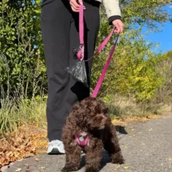Ollipet For Wagging Tails | Hundesnor