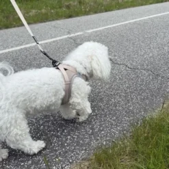 Ollipet For Wagging Tails | Step in Sele