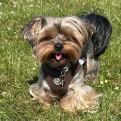 Ollipet For Wagging Tails | Velluto step-in sele