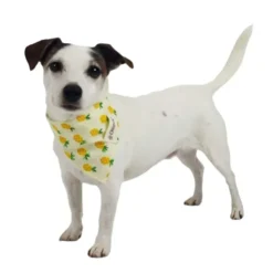 Ollipet Frugt Bandana | OUTLET
