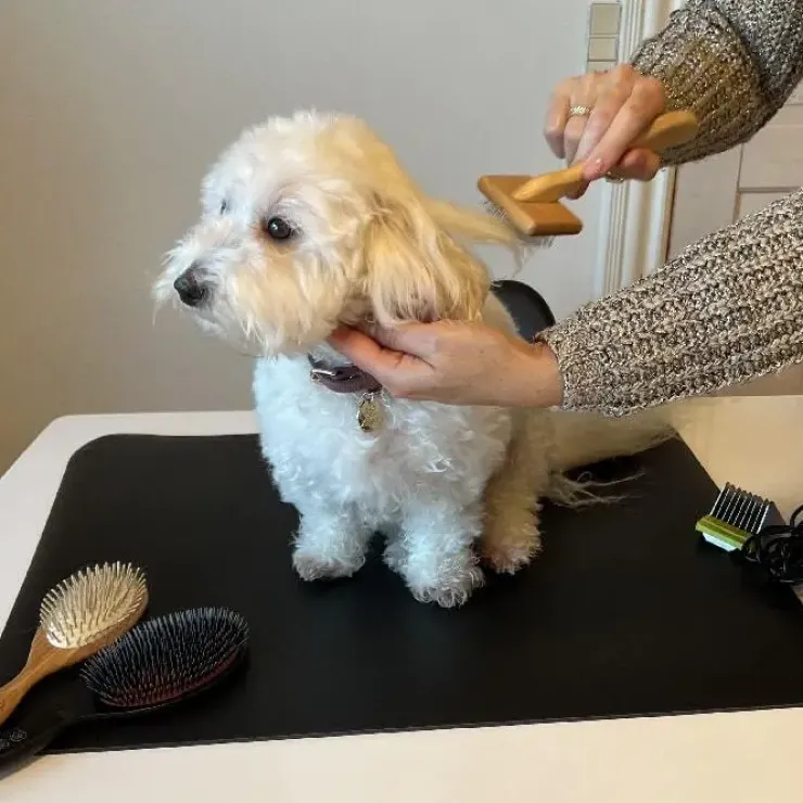 Ollipet Groomingmåtte