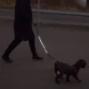 Ollipet hundesnor med LED-lys | Genopladelig | OUTLET