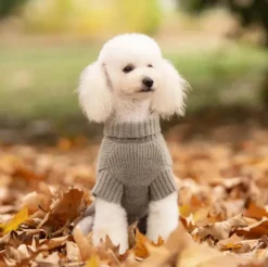 Ollipet Hundesweater | I Am Pawsome