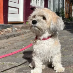Ollipet Luxor Hundesnor