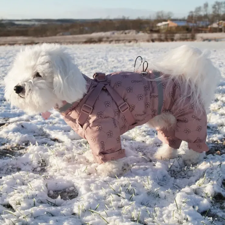 Ollipet Polar Flyverdragt