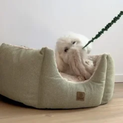Ollipet Rabbit Tail Bungee | Belønningslegetøj