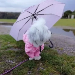 Ollipet regndragt til hunde | Color Collection | OUTLET