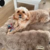 Ollipet Soft Wave Luksus Tæppe | Khaki
