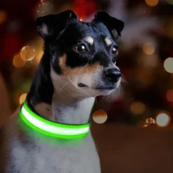 Ollipet The Stripe LED Collar | Halsbånd med lys