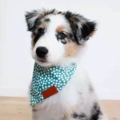 Ollipet Trendy Bandana