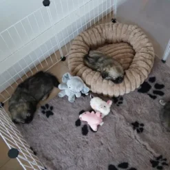 Ollipet VetBedding tæpper i Luxdesign | Kraftig kvalitet