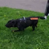 Ollipet VI TRÆNER Mærkat
