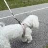 Pakketilbud | Ollipet For Wagging tails sele og snor