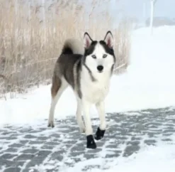Walker Active Protective boots | hundestøvler 2 stk.